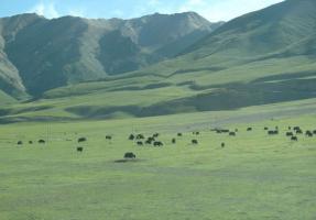 Nagqu Chiangtang Plateau Grassland